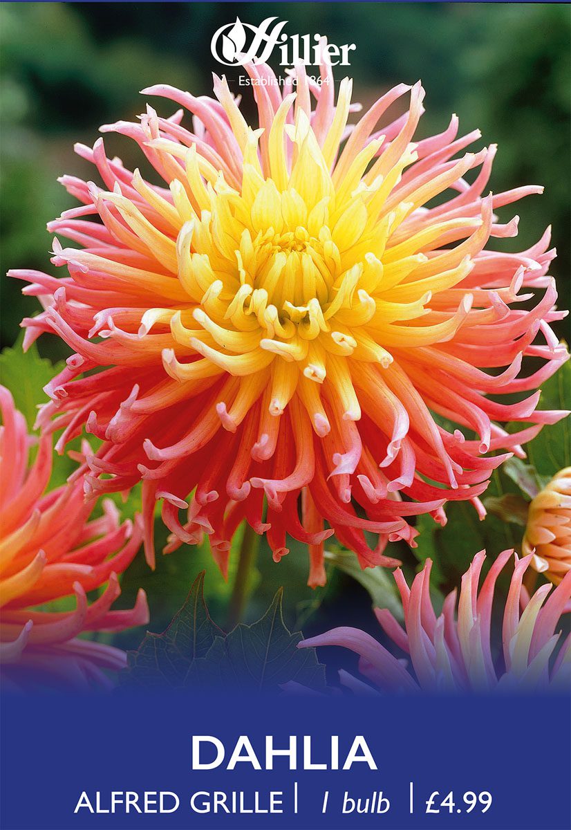 8718641970225 1 Dahlia Alfred Grille.jpg